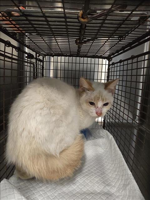 A649872 - Siamese available for adoption