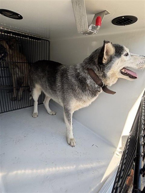 A660638 - Siberian Husky available for adoption