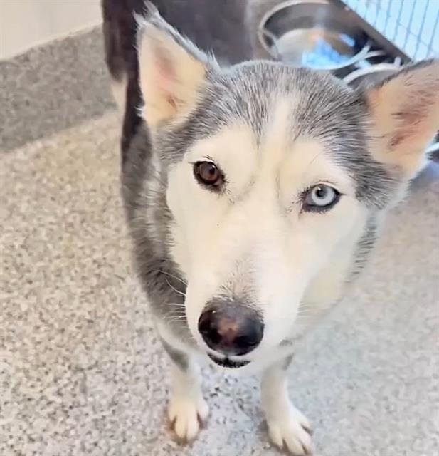 LAIKA Image