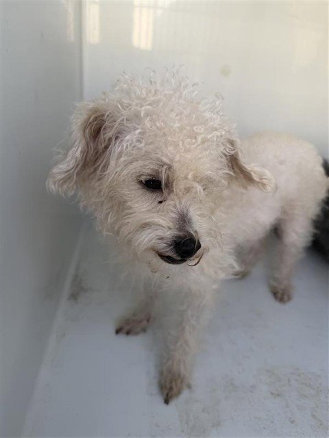 A660793 - Maltese available for adoption