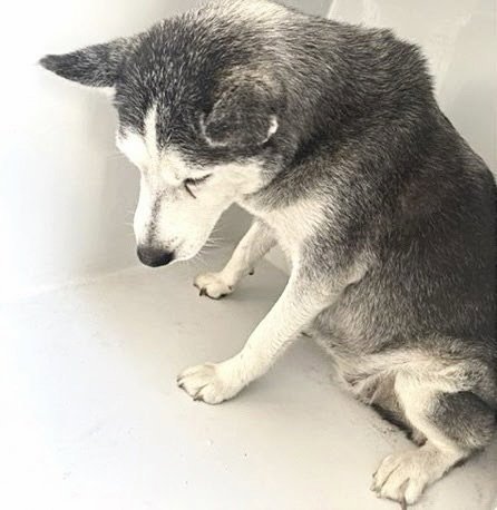 A662674 - Siberian Husky available for adoption