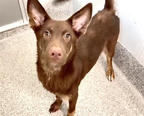 STAR FIRE - Australian Kelpie available for adoption