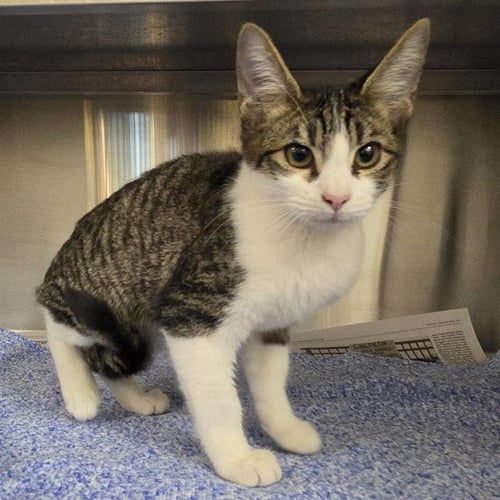 A660604 - Domestic Short Hair available for adoption
