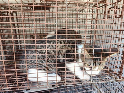 A660604 - Domestic Short Hair available for adoption