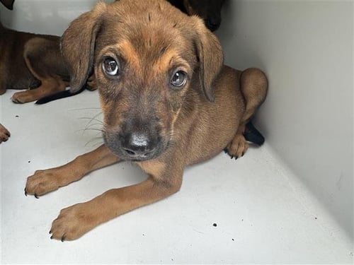 A657605 - Rhodesian Ridgeback available for adoption