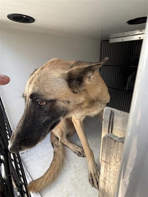 A660637 - Belgian Shepherd Malinois available for adoption