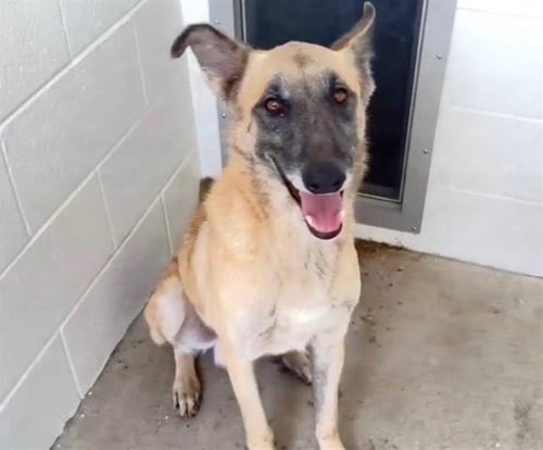 NICKOLAS - Belgian Shepherd Malinois available for adoption