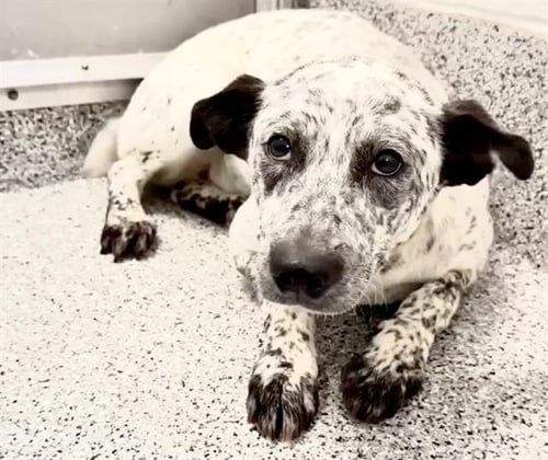MISSY - Australian Cattle Dog/Blue Heeler available for adoption