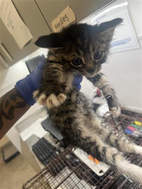 A658319 - Domestic Short Hair available for adoption