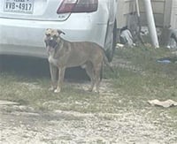 BRUNO - Photo 1