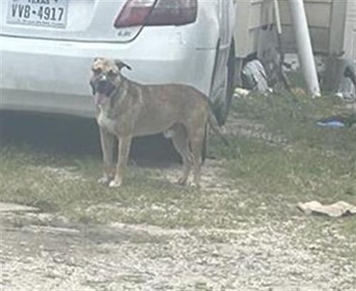 BRUNO - American Pit Bull Terrier available for adoption