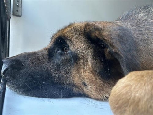SCOOBY - German Shepherd Dog available for adoption