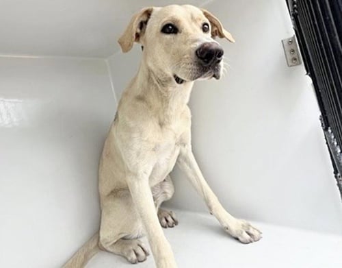 FINN - Labrador Retriever available for adoption