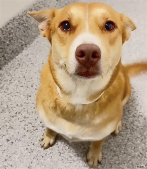 JAZZLYN - Siberian Husky available for adoption