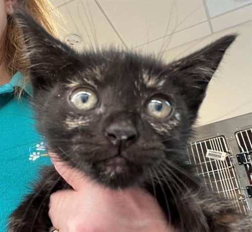 WINCHESTER SALEM - Domestic Short Hair available for adoption