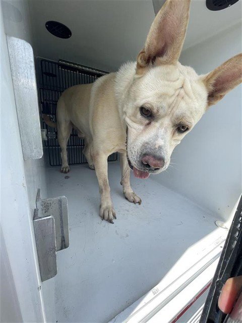 A658182 - Carolina Dog available for adoption