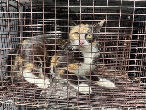 A660419 - Domestic Short Hair available for adoption