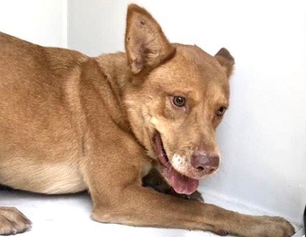 A660255 - Labrador Retriever available for adoption