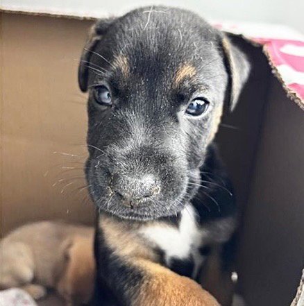 A659536 - Black Mouth Cur / Pit Bull Terrier available for adoption