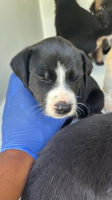 A661732 - Labrador Retriever available for adoption