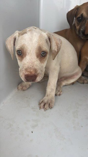 A658274 - Labrador Retriever available for adoption