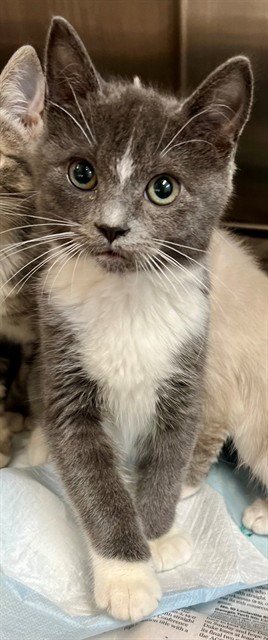 CHARCOAL - Domestic Short Hair available for adoption