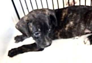 A660528 - Labrador Retriever available for adoption