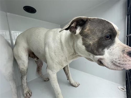 DANNY BOY - Pit Bull Terrier available for adoption