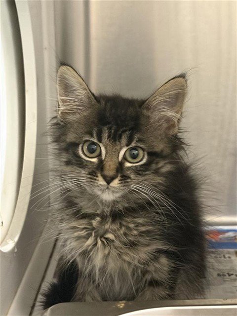 ATHENA - Domestic Short Hair available for adoption