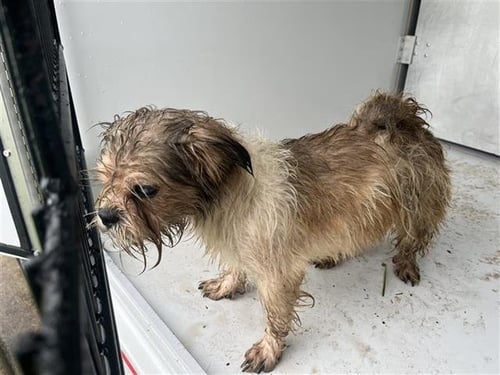 A657831 - Cairn Terrier available for adoption