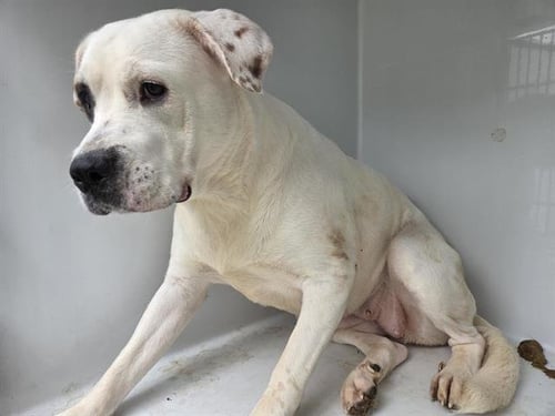 FRECKLES - Labrador Retriever available for adoption