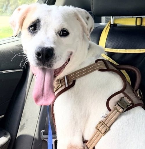 HONEY - Labrador Retriever available for adoption
