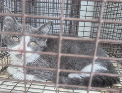 A660066 - Domestic Short Hair available for adoption