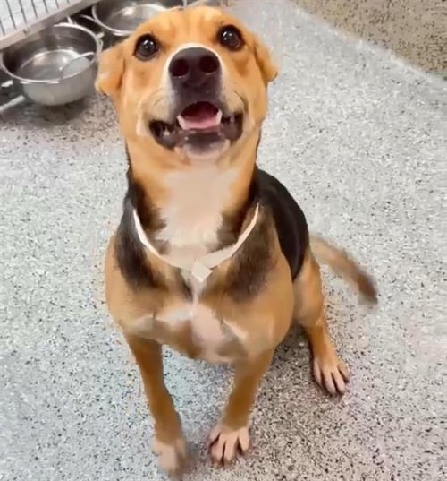 DOTTIE - German Shepherd Dog available for adoption