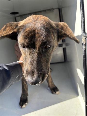 SHANIA - Belgian Shepherd Malinois available for adoption