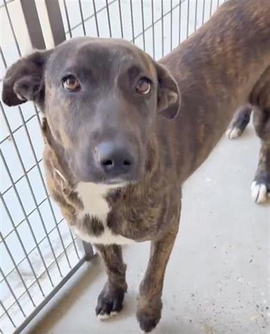 SHANIA - Belgian Shepherd Malinois available for adoption