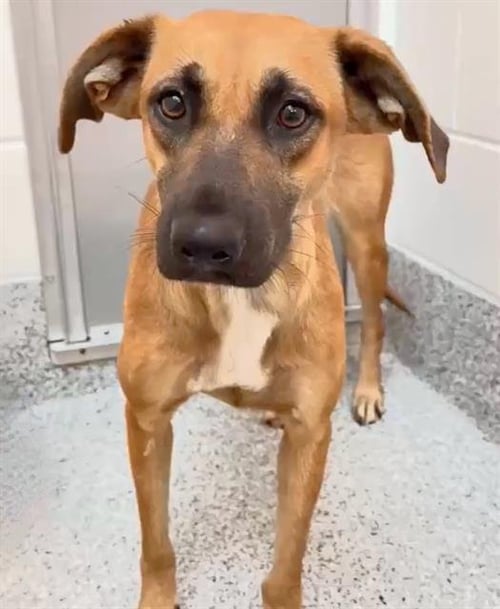 VERONA - Labrador Retriever available for adoption