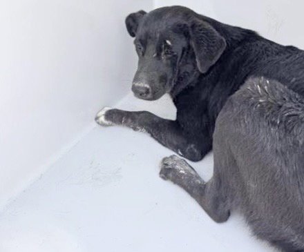 A660522 - Flat-coated Retriever available for adoption