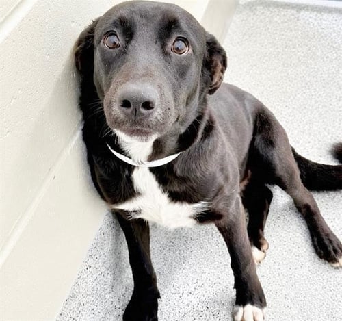 GRACIE - Flat-coated Retriever available for adoption