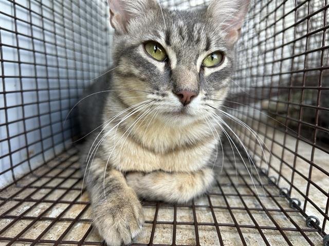 GRACIE Image