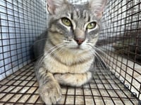 GRACIE - Photo 1