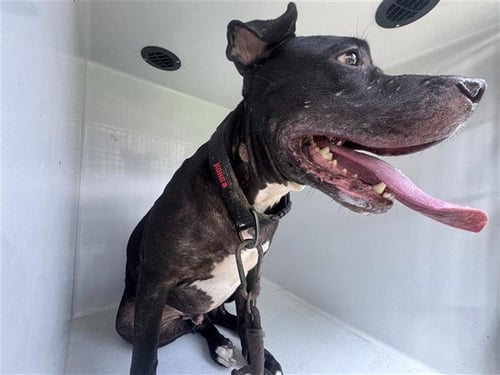 HADES - Pit Bull Terrier available for adoption