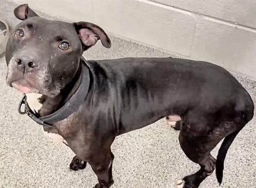 HADES - Pit Bull Terrier available for adoption