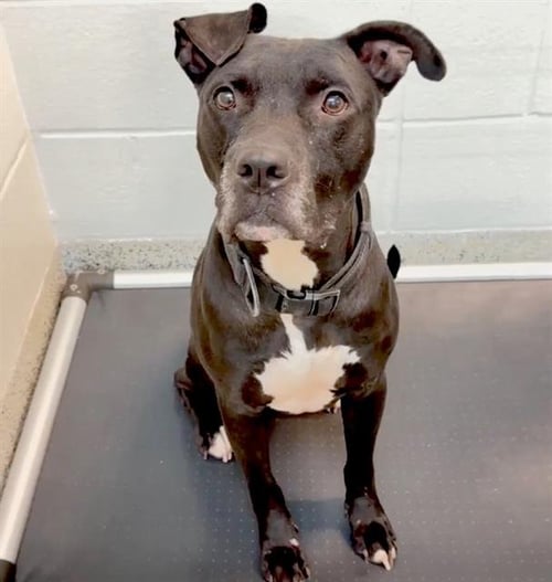 HADES - Pit Bull Terrier available for adoption