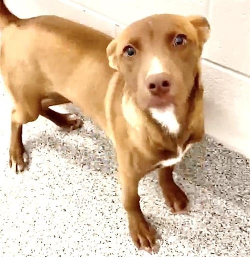 AMBER - German Shepherd Dog / Husky available for adoption