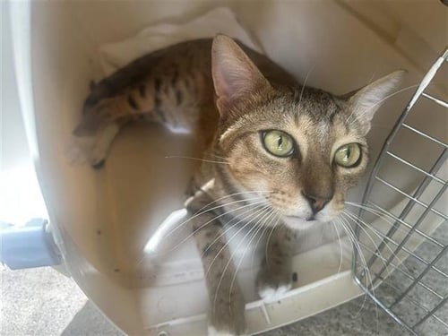 A658588 - Domestic Short Hair available for adoption