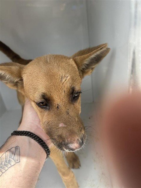 A657800 - German Shepherd Dog available for adoption