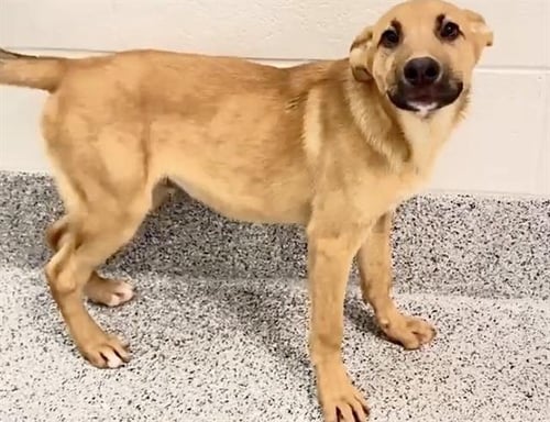 COLIN - German Shepherd Dog available for adoption