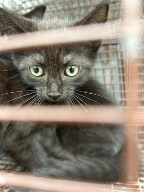 A657815 - Domestic Short Hair available for adoption