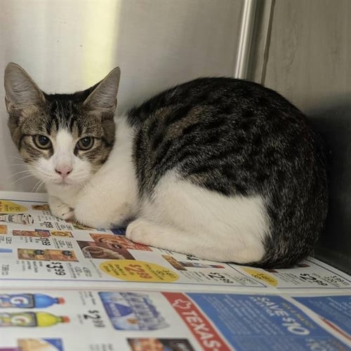A660603 - Domestic Short Hair available for adoption